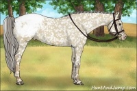 Horse Color:Chocolate Palomino Dun Snowcap 