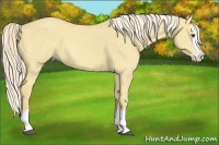 Horse Color:Palomino Dun Splash