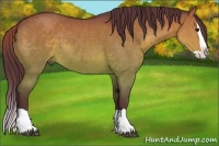 Horse Color:Chocolate Buckskin Dun Splash
