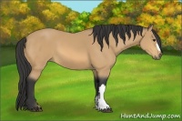 Horse Color:Buckskin 