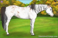 Horse Color:Bay Sabino 