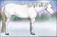 Horse Color:Buckskin Dun Splash Tobiano Appaloosa 