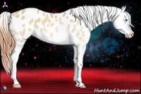 Horse Color:Amber Cream Champagne Dun Splash Appaloosa 