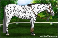 Horse Color:Black Leopard 