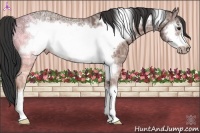Horse Color:Bay Ice Frame 