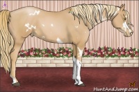 Horse Color:White Spotted Chestnut Pearl Tobiano