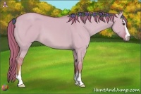 Horse Color:Watercolor Red Dun Sabino 