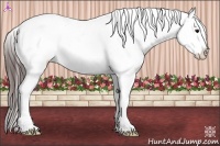 Horse Color:Brown Frame Appaloosa