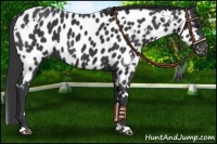 Horse Color:White Spotted Black Near Leopard 