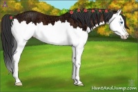 Horse Color:Bay Ice Splash