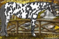 Horse Color:Black Near Leopard 