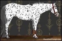 Horse Color:Black Appaloosa