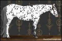 Horse Color:Black Near Leopard 