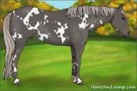 Horse Color:White Spotted Silver Black
