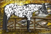 Horse Color:Black Near Leopard 