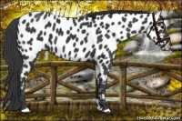Horse Color:Black Near Leopard 