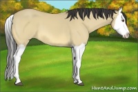 Horse Color:Buckskin Dun Splash 