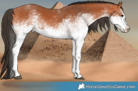 Horse Color:White Spotted Bay 