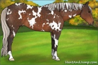 Horse Color:White Spotted Silver Brown