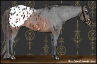 Horse Color:Brown Appaloosa