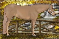 Horse Color:Palomino 