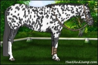 Horse Color:Black Near Leopard 