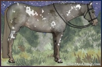 Horse Color:White Spotted Liver Chestnut Ice 