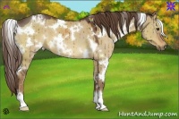 Horse Color:White Spotted Liver Red Dun 