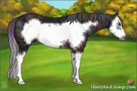 Horse Color:Nacre Brown Ice Sabino Splash Frame Rabicano