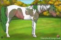 Horse Color:Watercolor Bay Tobiano Rabicano 