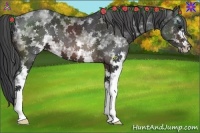 Horse Color:White Spotted Brown 