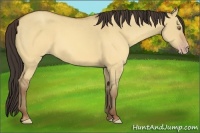 Horse Color:Sable Champagne Dun 