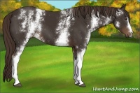 Horse Color:White Spotted Liver Chestnut 