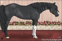 Horse Color:Black Chinchilla