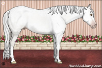 Horse Color:Gray Classic Champagne Dun Tobiano 