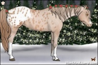 Horse Color:Bay Pearl Appaloosa 