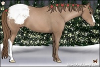 Horse Color:Black Pearl Appaloosa 