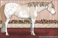 Horse Color:Brown Pearl Splash Appaloosa Rabicano