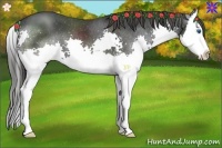 Horse Color:Black Splash Appaloosa