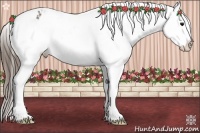 Horse Color:Brown Appaloosa 