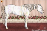Horse Color:Palomino Ice Roan Rabicano 