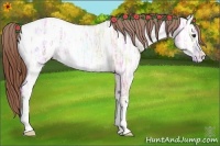 Horse Color:Red Dun Ice Appaloosa 