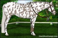 Horse Color:Silver Grullo Near Leopard 