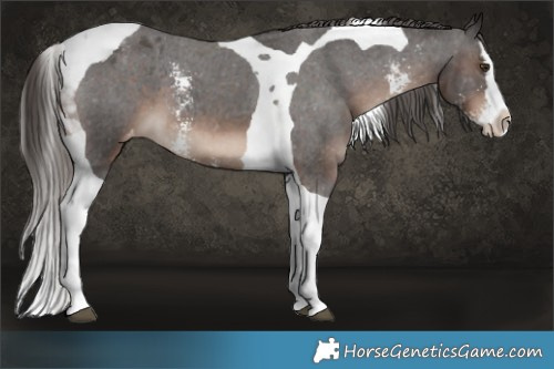 Horse Color:Liver Chestnut Sabino Splash Tobiano Appaloosa 