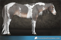 Horse Color:Liver Chestnut Sabino Splash Tobiano Varnish 