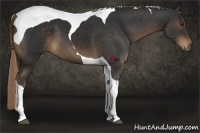 Horse Color:Liver Chestnut Tobiano 