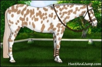 Horse Color:Palomino Leopard