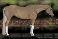 Horse Color:Chocolate Palomino 