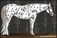 Horse Color:Smoky Black Near Leopard 