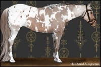 Horse Color:White Spotted Liver Chestnut Appaloosa 